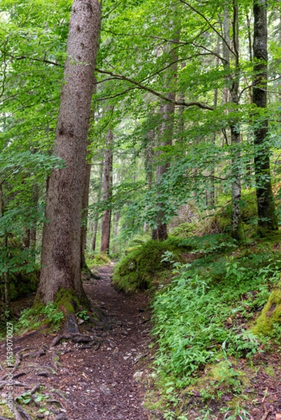 Fototapeta Tall evergreen trees rise densely from the forest floor, their dark green needles contrasting with soft sunlight filtering through the canopy—calm, cool, and deeply peaceful woodland beauty.