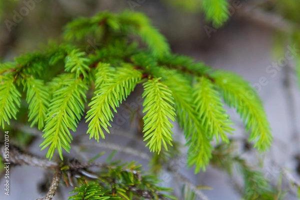 Fototapeta Tall evergreen trees rise densely from the forest floor, their dark green needles contrasting with soft sunlight filtering through the canopy—calm, cool, and deeply peaceful woodland beauty.