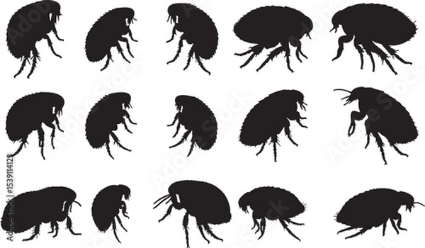 Obraz Flea Silhouettes