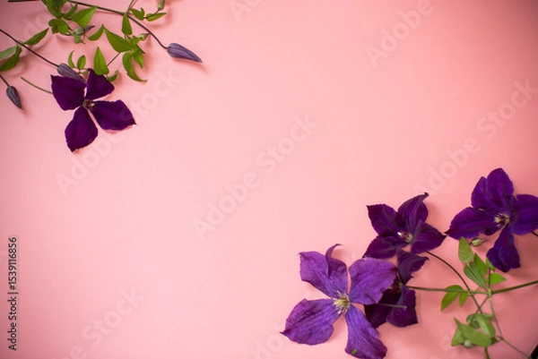 Obraz Branch of garden purple clematis close-up on pink background