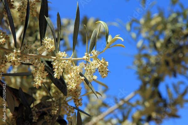 Obraz Blühender Olivenzweig