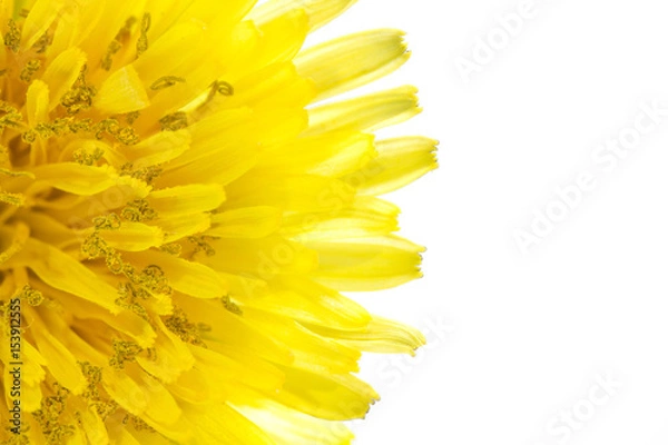 Obraz Yellow dandelion flower left side isolated on white backgroud