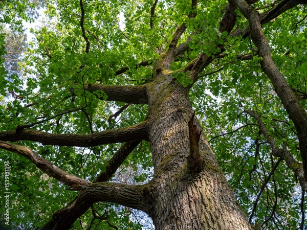 Obraz Trunk and branches with leaves of an oak tree during a summer day.