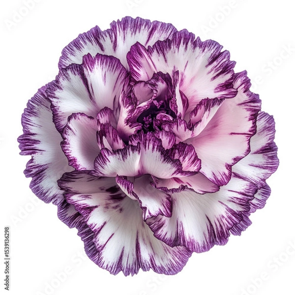 Fototapeta A striking close up of a beautiful white and purple carnation flower against black