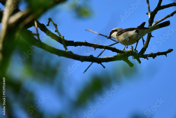 Obraz bird on a branch