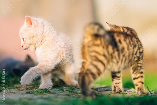 Fototapeta Playful Cream and Tabby Kittens in Sunny Backyard