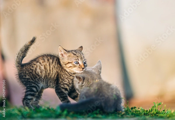 Fototapeta Sweet and lively moment between two kittens captured in natural dayligh