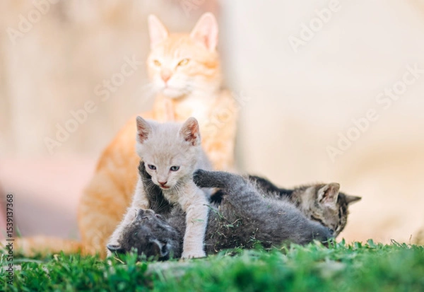 Fototapeta Playful group of kittens tussles on the grass as their ginger mother cat watches over