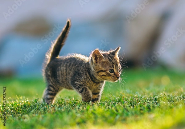 Fototapeta Curious tabby kitten takes a confident step forward on a sunlit lawn