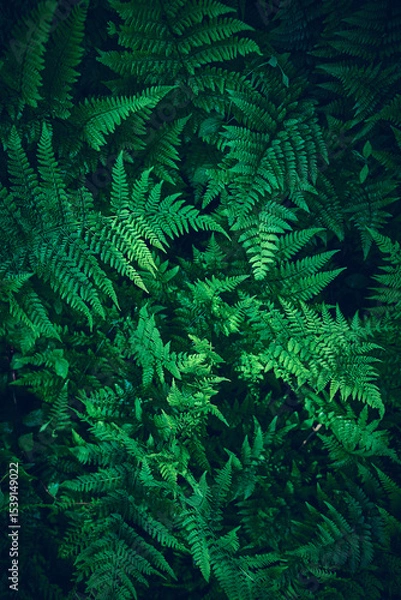 Fototapeta Ferns in dark green forest. High quality photo