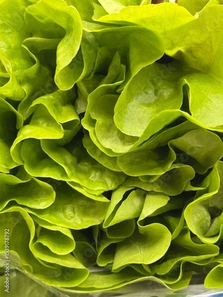 Fototapeta green leaves background