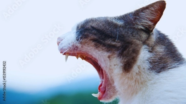 Fototapeta Close-up portrait of a cute white kitten with captivating eyes