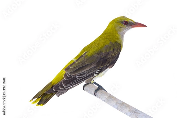 Fototapeta  Young Eurasian Golden Oriole (Oriolus oriolus) isolated on a white background