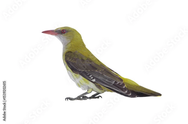 Fototapeta  Young Eurasian Golden Oriole (Oriolus oriolus) isolated on a white background