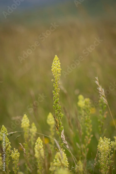 Obraz A close up of wild mignonette flowers in the South Downs, on a summer's day