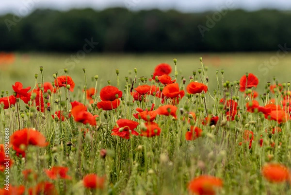 Obraz Pretty poppies at the edge of farmland in Sussex, with a shallow depth of field