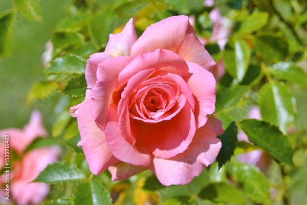 Fototapeta Peach-colored rose with shades of pink,orange, and light yellow colour in the garden, during summer