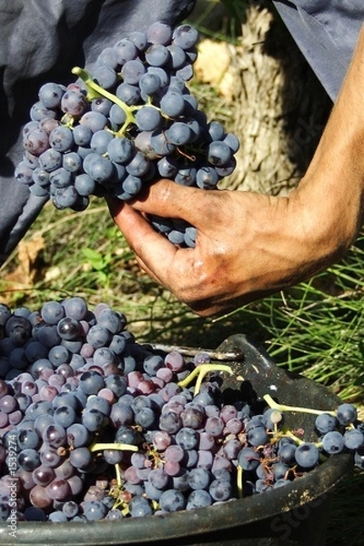 Fototapeta Vendanges à la main.