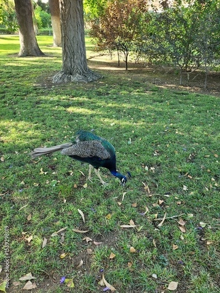Fototapeta A peacock walking on green grass, showcasing its vibrant feathers and elegant posture. The image captures the beauty and grace of this exotic bird in a natural outdoor setting.

