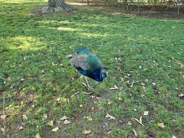 Fototapeta A peacock walking on green grass, showcasing its vibrant feathers and elegant posture. The image captures the beauty and grace of this exotic bird in a natural outdoor setting.

