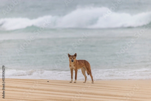 Obraz Dingo on the beach