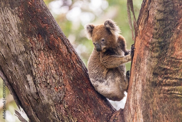 Obraz Koala