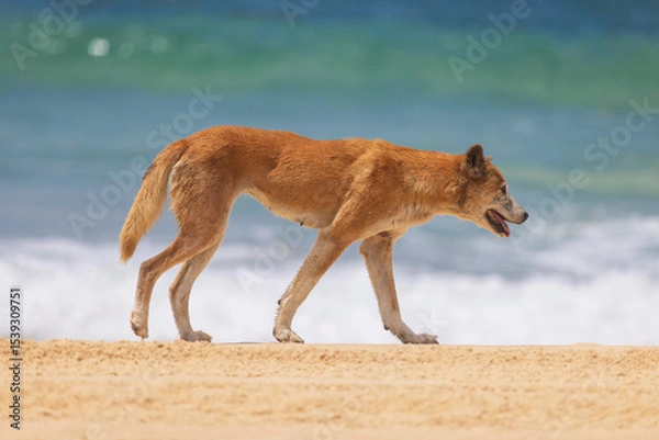 Obraz Dingo on the beach