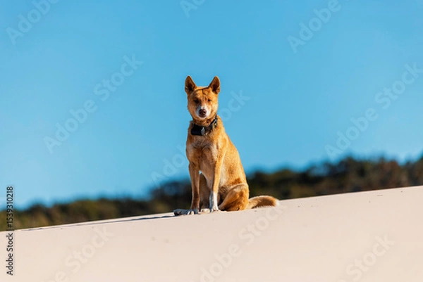 Obraz Dingo in sand dunes