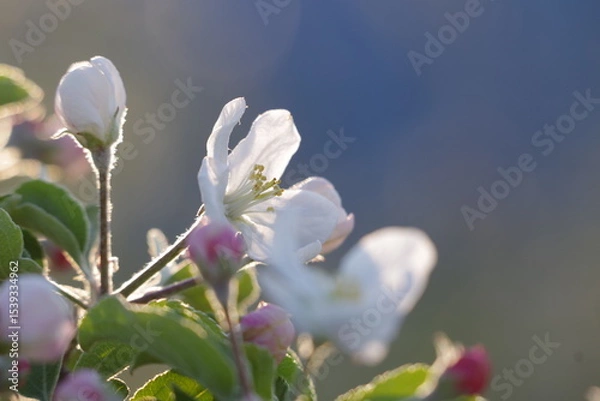 Fototapeta りんごの花