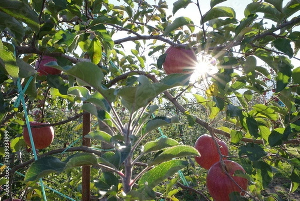 Fototapeta りんご