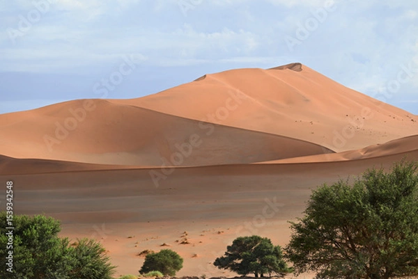 Obraz Africa- Namibia- Panoramic Landscape of Trees Contrasting With the Famously Huge Red Sand Dunes