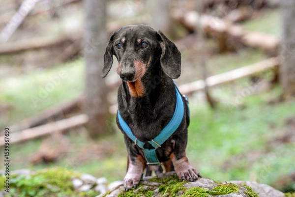 Fototapeta A dachshund wearing a blue harness stands on mossy ground in a serene forest setting, showcasing curiosity and adventure, ideal for themes of nature, pets, and outdoor exploration.