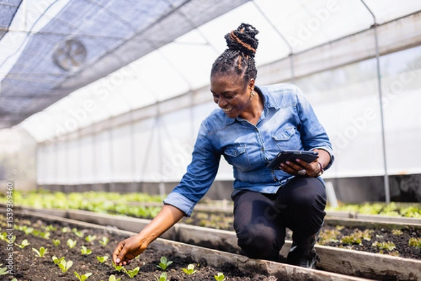 Fototapeta Young scientist in agricultural farm carefully inspects plants while using tablet as part of research team working to improve crop growth and sustainability with dedication and care