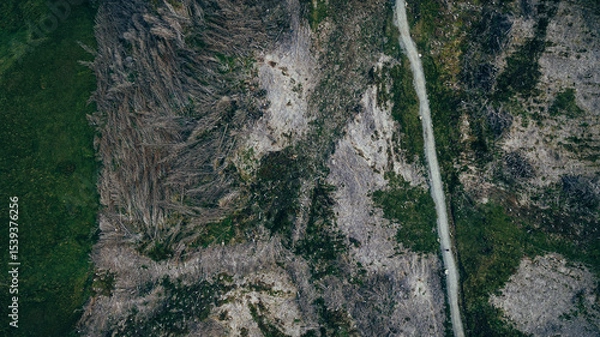 Obraz Aerial view of deforested area with a path cutting through the trees and a green field on the left