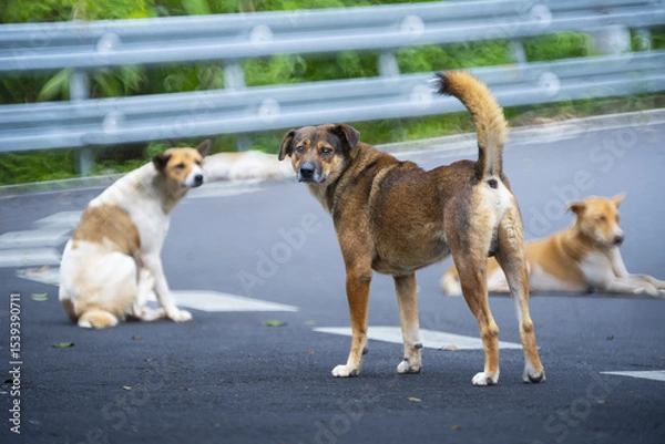 Obraz Three stray dogs on road, one standing alert while two rest, with metal guardrail and greenery in background