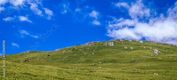 Obraz Green grass and blue sky.  Panoramic view from the top of Sonmarg, Kashmir valley in the Himalayan region. Serene meadows, alpine trees, wildflowers on the trails of Great Lakes of Kashmir Trek, 2022	