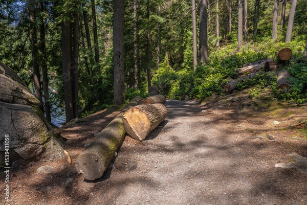 Fototapeta Recently-felled logs on the Sasamat Loop forest trail in Belcarra Provincial Park, BC, Canada.