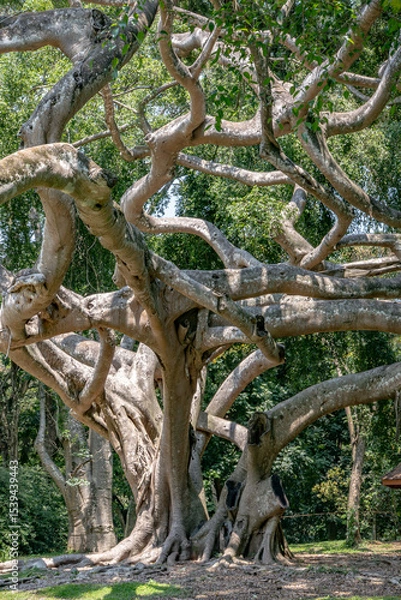 Obraz Ficus benjamina  with long branches in botanical Garden of Peradeniya, Kandy, Royal Botanical Gardens