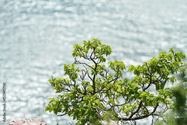 Fototapeta green tree in the wind at the seaside