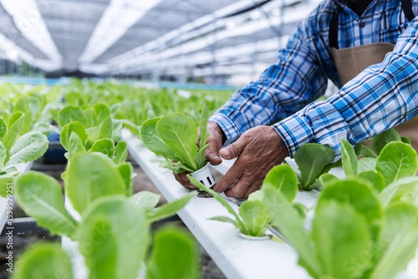 Obraz Close-up of a farmer's hands adjusting lettuce plants in a hydroponic system.