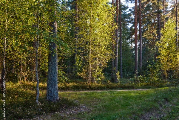 Obraz Serene Forest Landscape at Golden Hour