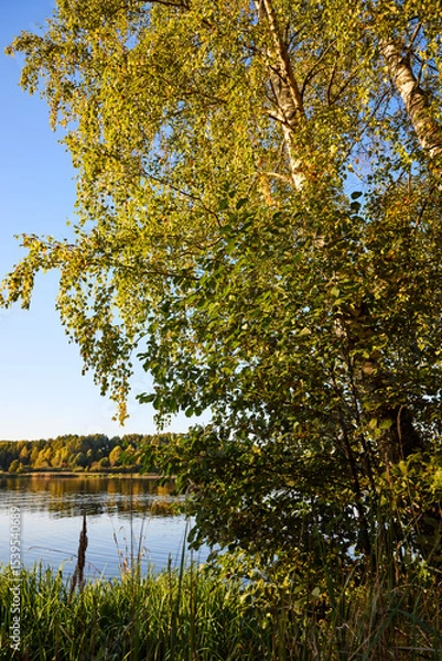 Obraz Serene Riverbank Scene with Lush Greenery