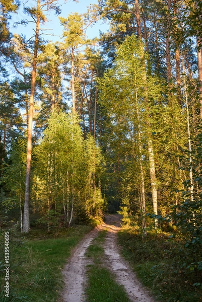 Obraz Serene Forest Path in Golden Hour Light
