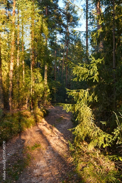 Obraz Serene Forest Landscape at Golden Hour