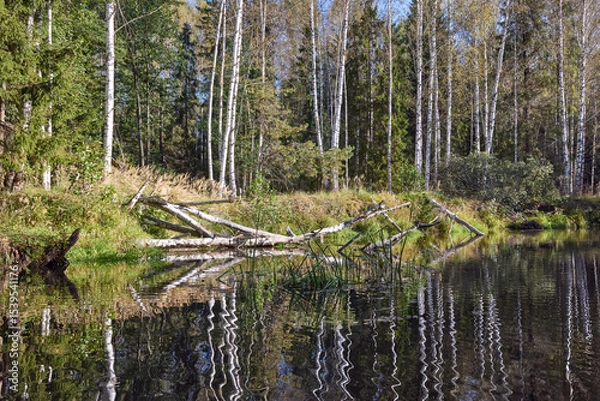 Obraz Tranquil Reflections: Trees Mirrored in River Waters
