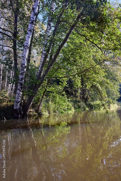 Obraz Tranquil Reflections: Trees Mirrored in River Waters