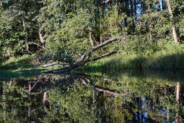 Obraz Tranquil Forest Lake with Fallen Trees Reflection