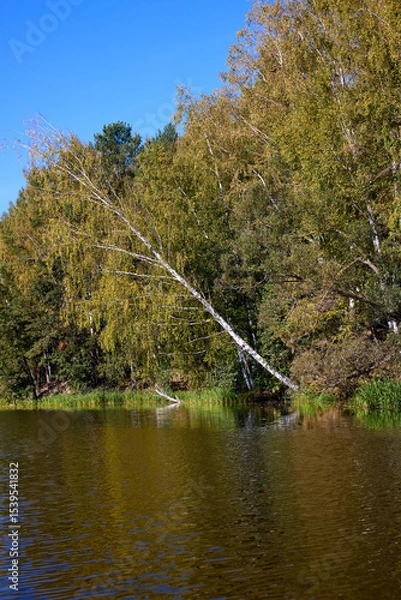 Obraz Tranquil Forest Lake with Fallen Trees Reflection
