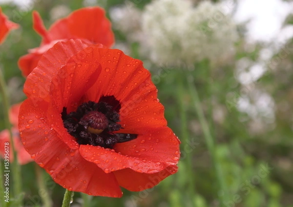 Obraz Türkischer Mohn im Regen