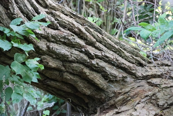 Fototapeta Textured Tree Bark with Green Leaves in a Forest